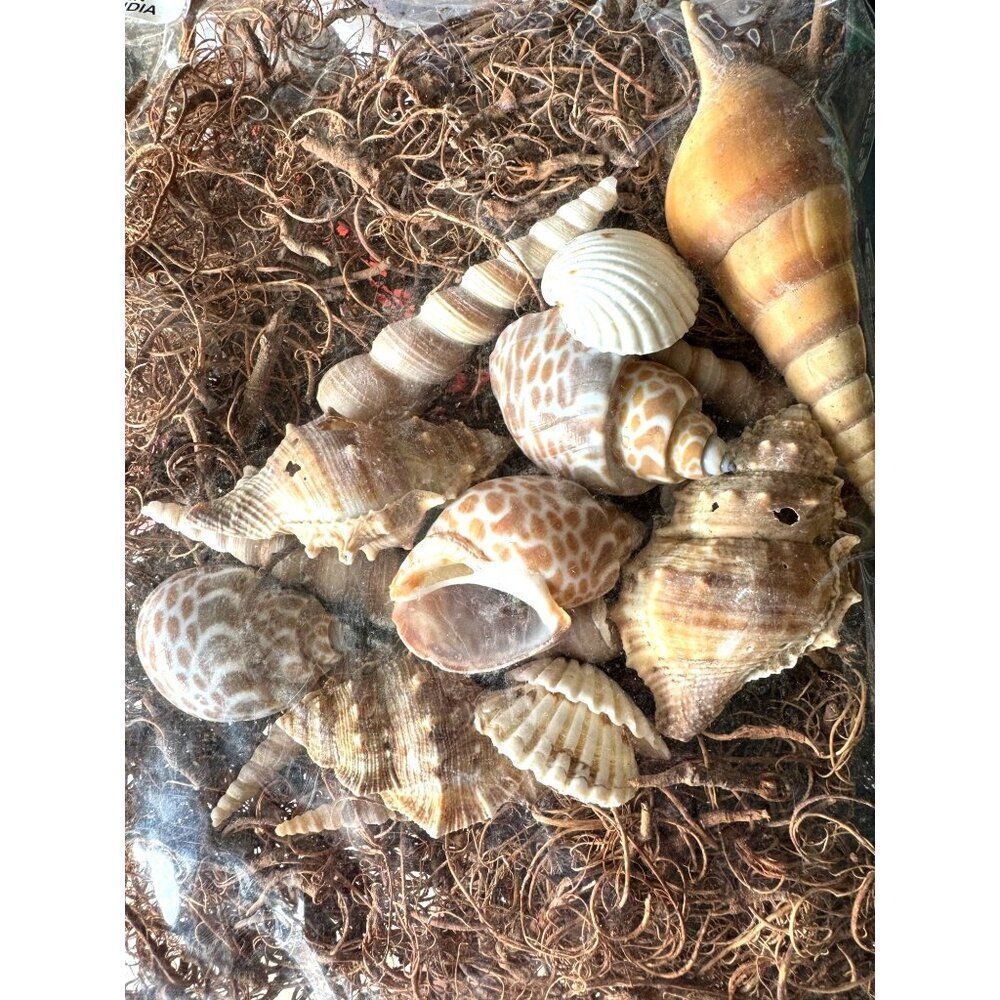 Assorted Bag of‎ Seashells With Decorative Moss